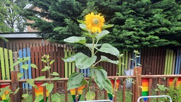 Stockton care home crowns winner of sunflower competition